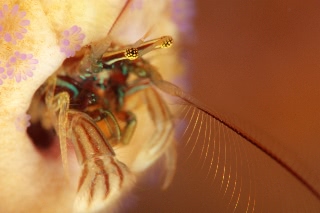 「カンザシヤドカリ(Coral Hermit Crab)」のサムネイル画像