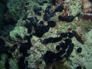 「謎生物」のサムネイル画像