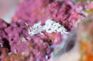 「ウミウシの仲間」のサムネイル画像