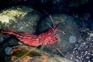 「モロトゲアカエビ」のサムネイル画像