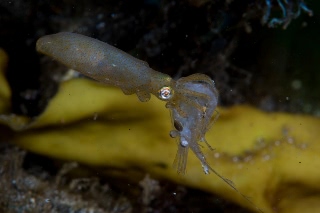 「ヒメイカ」のサムネイル画像