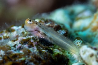 「イシガキカエルウオ」のサムネイル画像