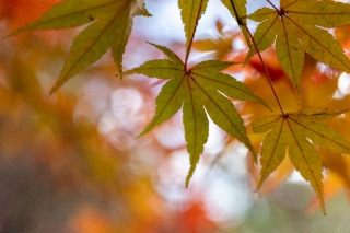 「無題」のサムネイル画像