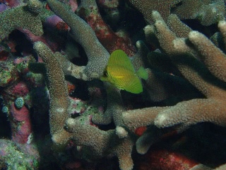 「キイロハギ」のサムネイル画像