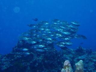 「ノコギリダイ」のサムネイル画像
