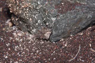 「カワハギ」のサムネイル画像