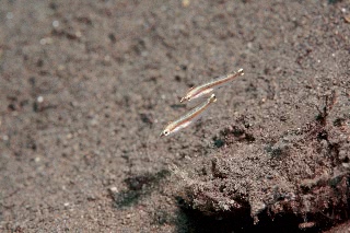 「無題」のサムネイル画像