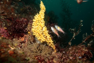 「ネンブツダイ」のサムネイル画像