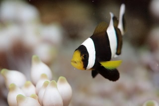 「クマノミ(Anemonefish)」のサムネイル画像