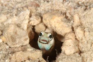 「メガネアゴアマダイ(ring-eye jawfish,リングアイジョーフィッシュ)」のサムネイル画像