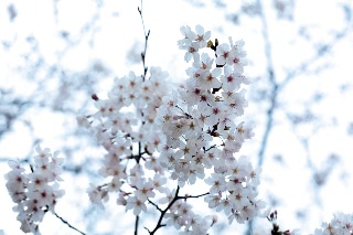 「ソメイヨシノ(染井吉野)」のサムネイル画像