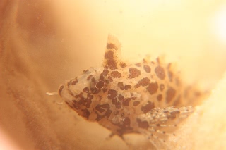 「アゴヒゲオコゼ属の仲間」のサムネイル画像