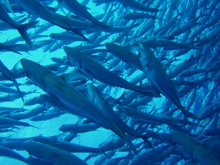「ギンガメアジ(Bigeye trevally)」のサムネイル画像