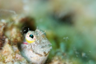 「ヤイトギンポ」のサムネイル画像