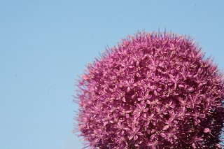 「ギガンチューム(ギガンジウム)」のサムネイル画像