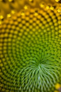 「ヒマワリ」のサムネイル画像