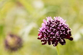 「Black Knight(ブラックナイト)」のサムネイル画像