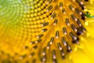 「ヒマワリ」のサムネイル画像