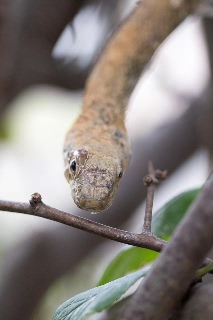 「アオダイショウ」のサムネイル画像