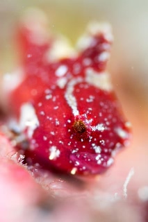 「ダンゴウオ(Lumpfish)」のサムネイル画像