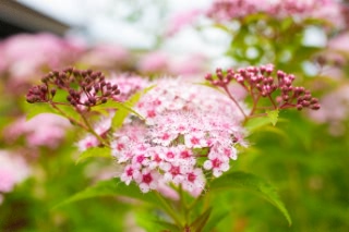 「シモツケソウ」のサムネイル画像