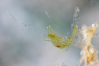 「フィコカリス・シムランス」のサムネイル画像