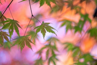 「無題」のサムネイル画像