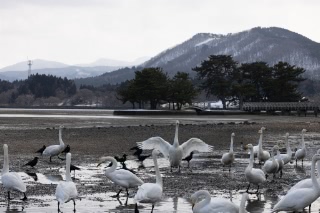 「オオハクチョウ(大白鳥)」のサムネイル画像