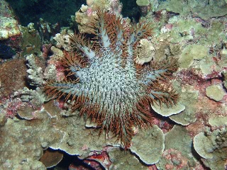 「オニヒトデ」のサムネイル画像