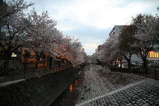 「ソメイヨシノ(染井吉野)」のサムネイル画像