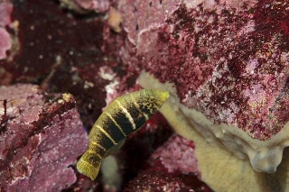 「シマタレクチベラ」のサムネイル画像