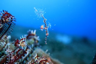 「ニシキフウライウオ(Ghost pipe fish)」のサムネイル画像