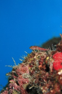 「タテジマヘビギンポ(Tropical striped triplefin)」のサムネイル画像