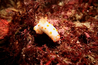 「キイボキヌハダウミウシ」のサムネイル画像