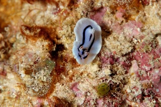 「ミゾレウミウシ」のサムネイル画像