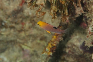 「タルボッツデモイゼル(talbot's demoiselle)」のサムネイル画像