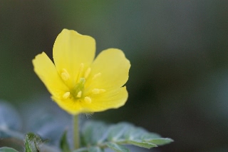 「植物の仲間」のサムネイル画像