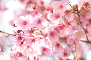 「ヨウコウザクラ(陽光桜)」のサムネイル画像