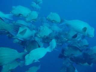 「イロブダイ(Buffalofish)」のサムネイル画像