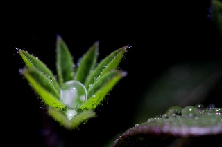 「ルーピン（ルピナス）・ラッセル・ミックス(Lupin)」のサムネイル画像