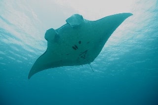 「ナンヨウマンタ」のサムネイル画像