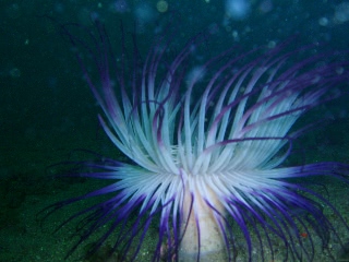 「ムラサキハナギンチャク」のサムネイル画像