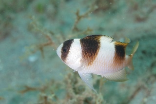 「ブラックバンデッドデモイゼル(Black banded demoiselle)」のサムネイル画像