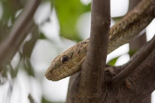 「アオダイショウ」のサムネイル画像