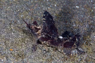 「アツモリウオ」のサムネイル画像