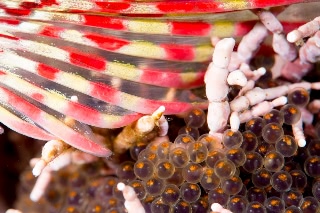 「クジメ」のサムネイル画像