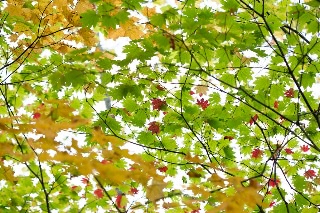 「無題」のサムネイル画像