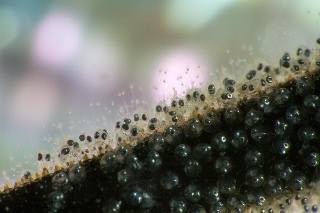 「ガラスハゼ」のサムネイル画像