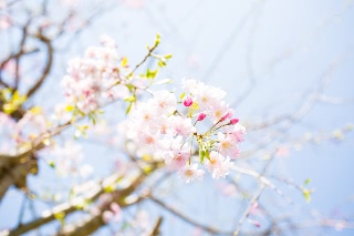 「シダレザクラ」のサムネイル画像