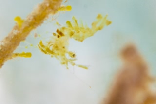 「フィコカリス・シムランス」のサムネイル画像